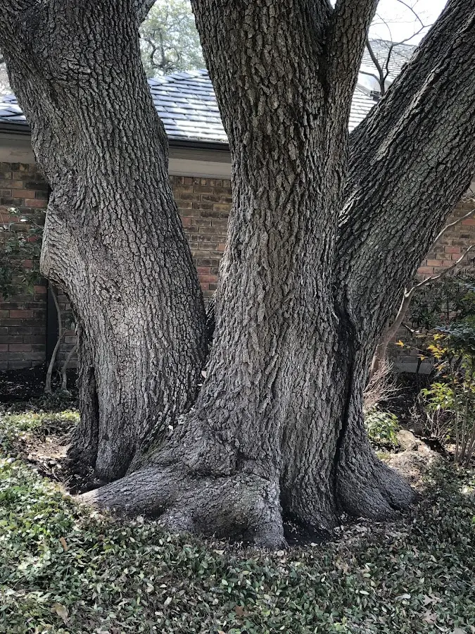 Mature heritage tree close to a Dupont property cared for by certified arborists